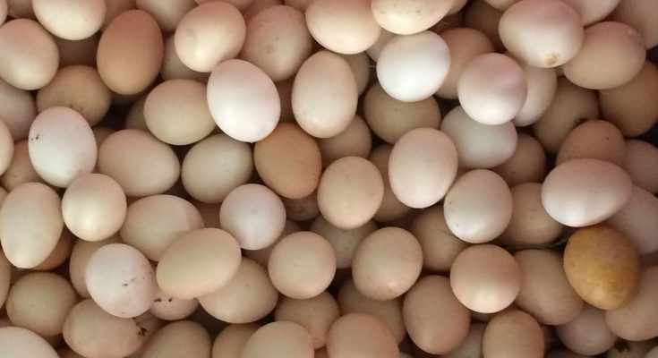 Kinh nghiệm phòng bệnh cho gà mái đẻ - Gà thả vườn