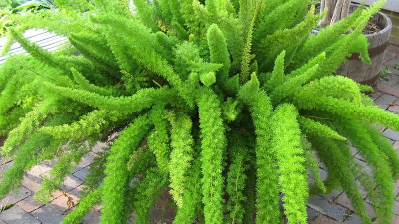 Cây đuôi chồn: Ý nghĩa, hình ảnh, cách trồng, chăm sóc tại nhà