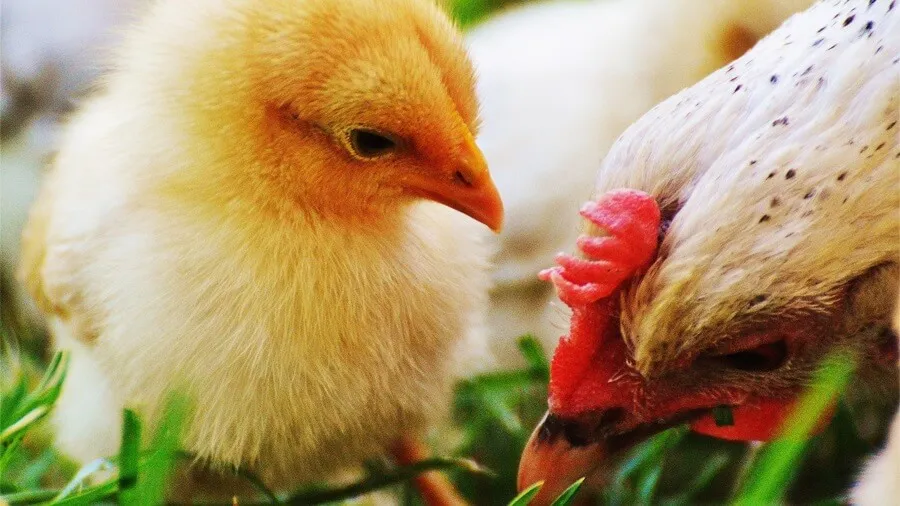 Gà Con Bao Lâu Thì Tách Mẹ? Cách Tách Gà Con Khỏi Mẹ