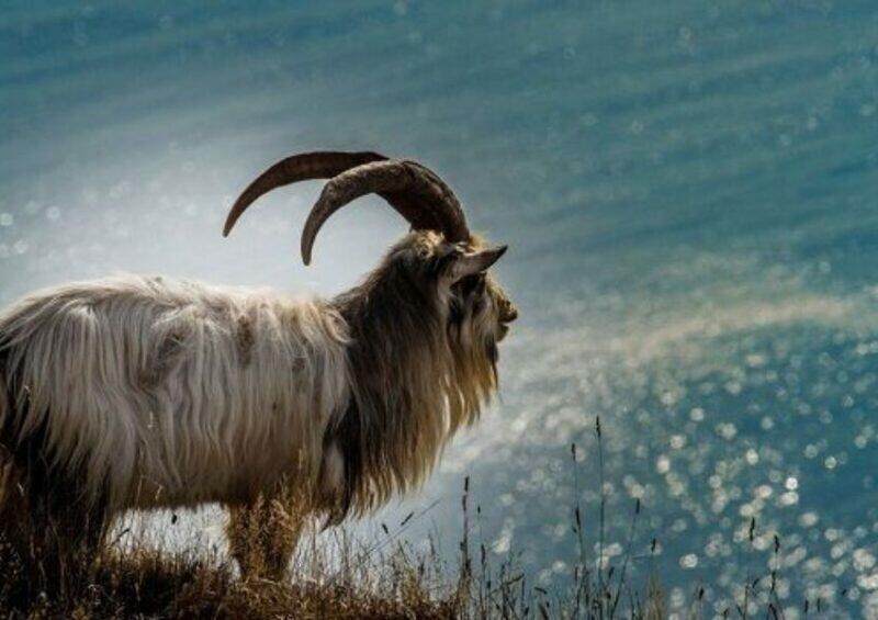 Tuổi Mùi hợp màu gì? Hợp hướng nào? Hợp số nào? - Toyota