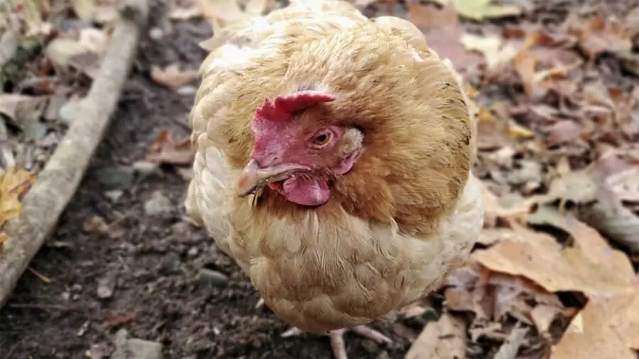 Hướng Dẫn Mẹo Nhận Biết Gà Bệnh Qua Hành Vi Chính Xác Nhất